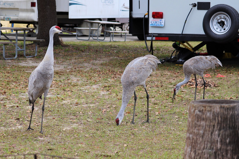 Sandhill Cranes just wander through the campground