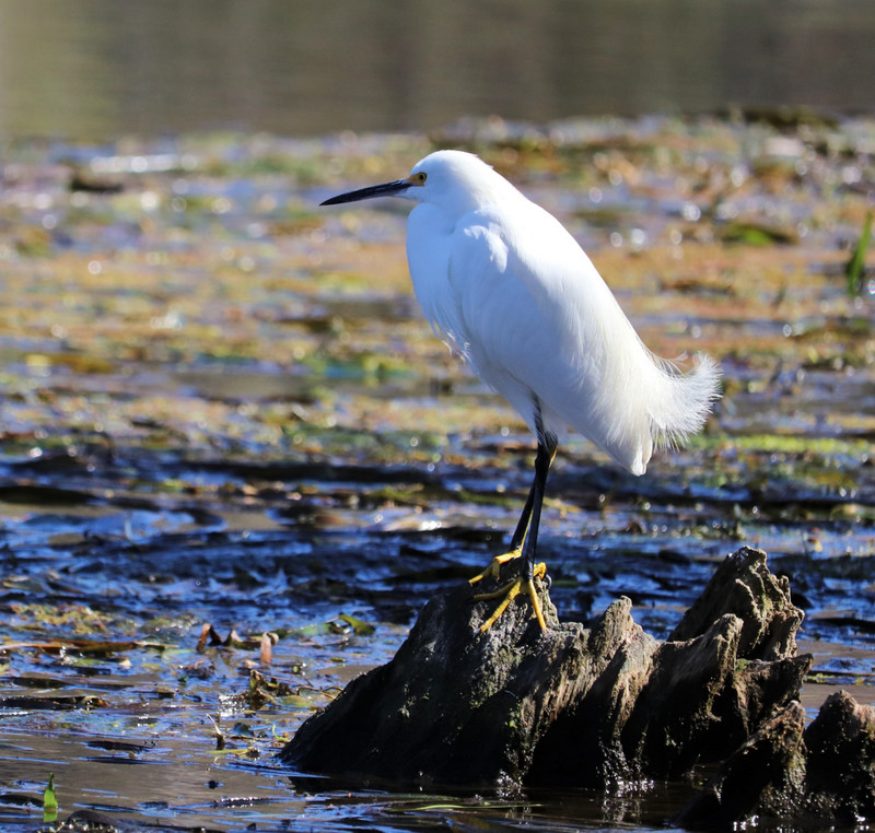snowy egret, note the yellow feet