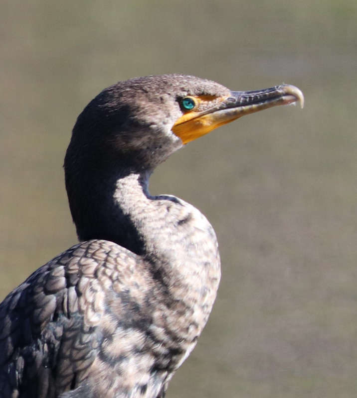 double crested cormorant, note the gorgeous eye color