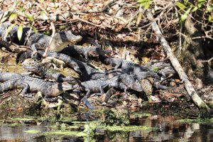 baby gators, this bunch gave me the creaps, like a pocket of snakes