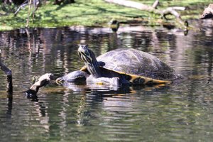 sunning turtle