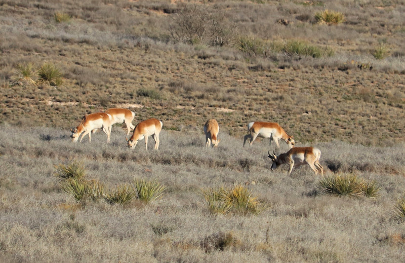 the antelope were still there