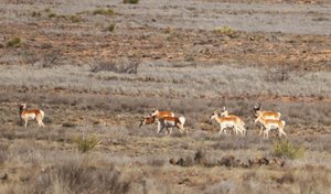 part of the antelope herd