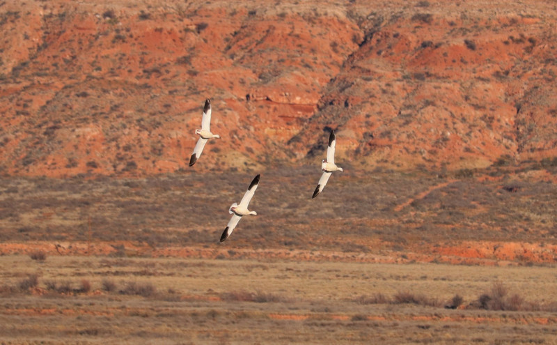 these 3 flew in formation closer to us so you can see the markings of the snow geese in flight