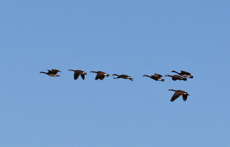 Canada Geese flying in