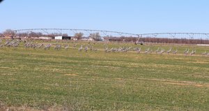 here is where all the sandhill cranes are, eating in a farmer's fieldmer
