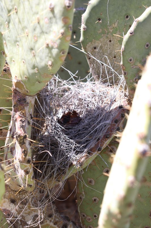 bird's nest in a cactus