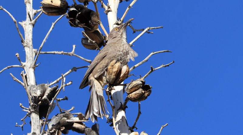 Bendire's Thrasher--ruffled feathers from the wind