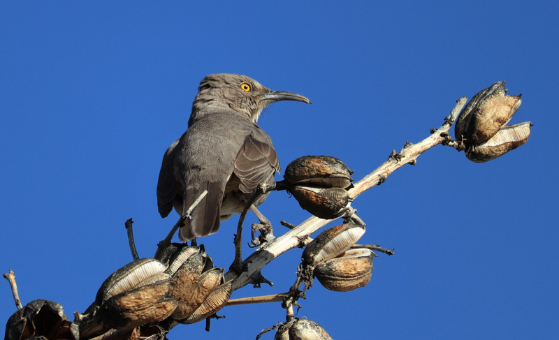Bendire's Thrasher with an attitude