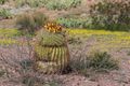 fishhook cactus in Rockhound