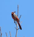 looks and sounds like a cardinal but it's a Pyrrhuloxia  