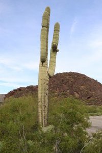 the magnificent saguaro 