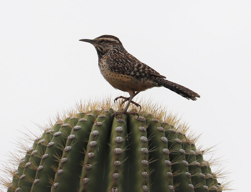 I wondered how the birds could stand on the cactus. One foot is between the spines, the other is just for balance