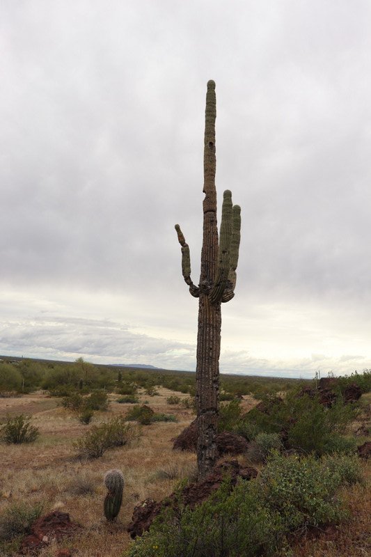 poor, sad looking saguaro 