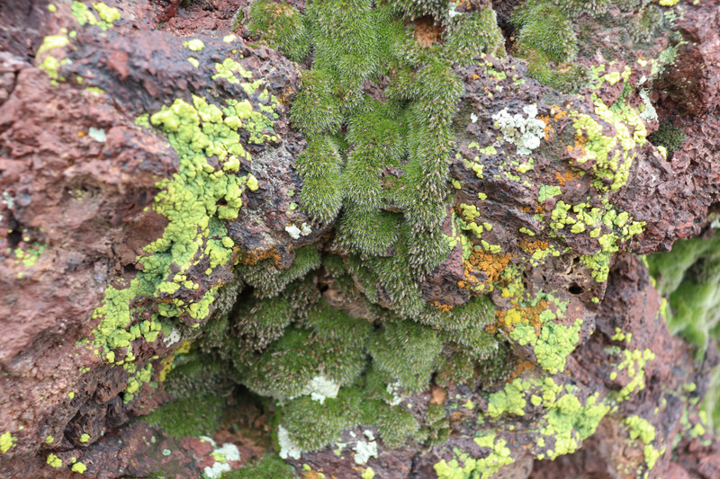 moss close up