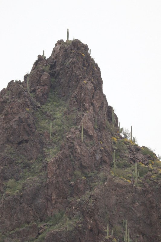 look at the cactus growing on top of the mountain in rock