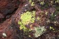different lichen 