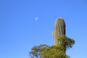 Old man Saguaro gazing at the moon