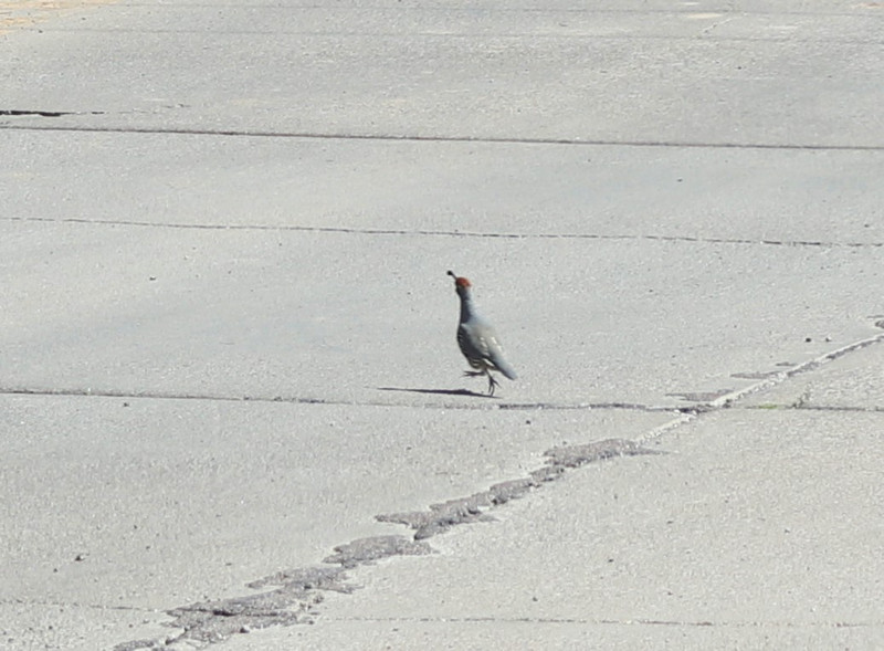 this is a quail hot footin it across the road
