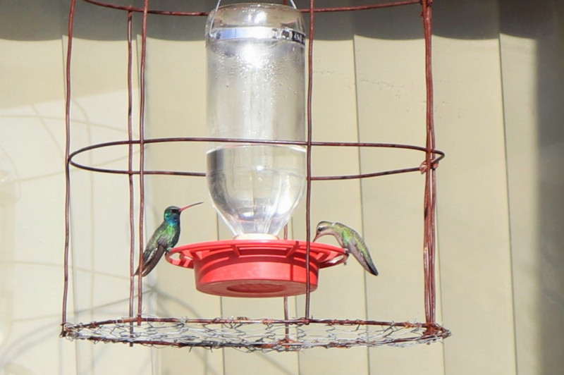 a broadbilled hummingbird pair