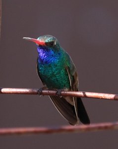 male broad-billed humming bird