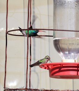 female and male broad-billed hummer
