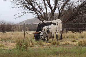 Longhorns in Arizona 