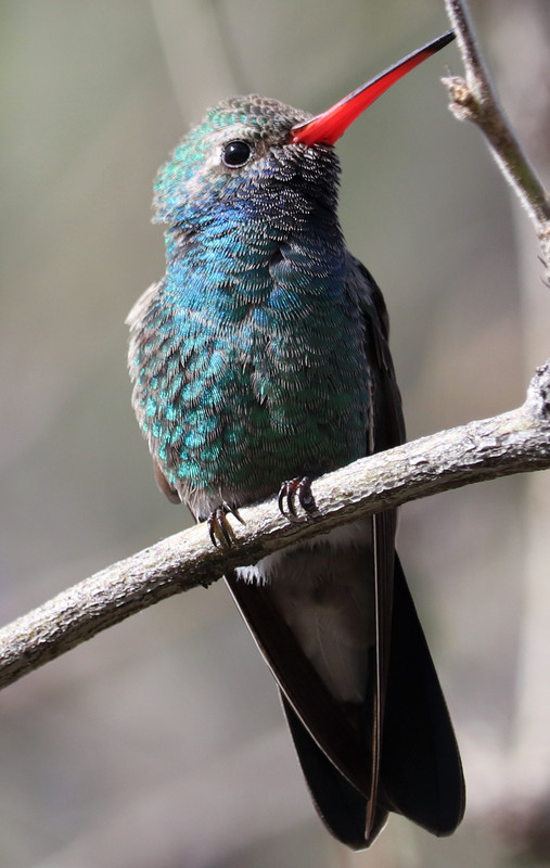 male broad billed hummingbird