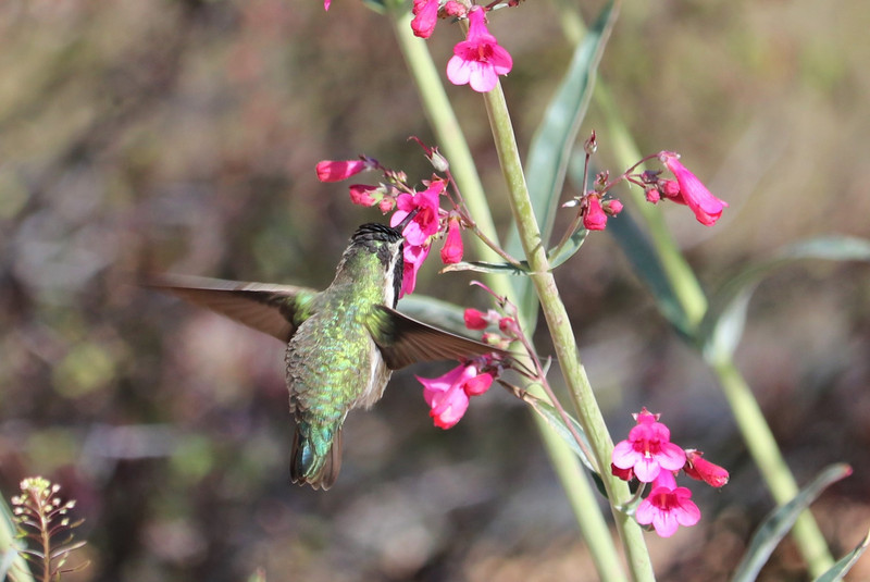 hummer in the flowers