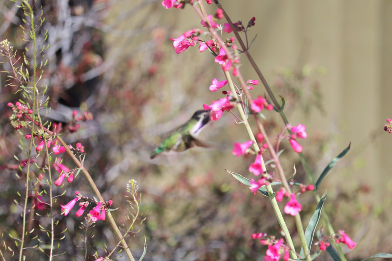 black throat hummingbird