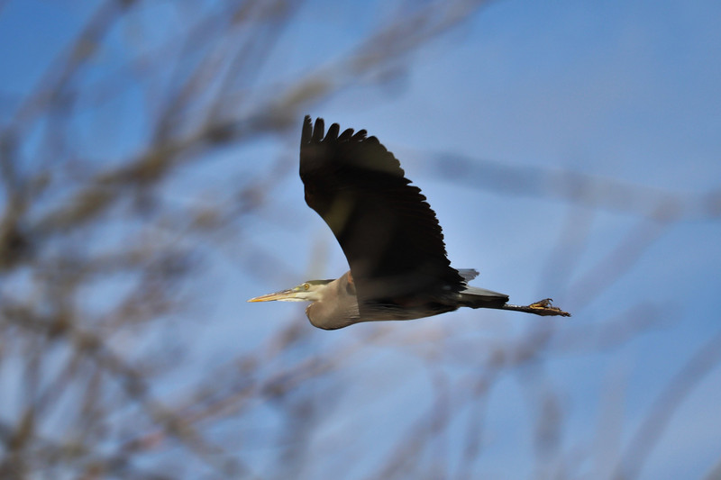 blue heron fly by