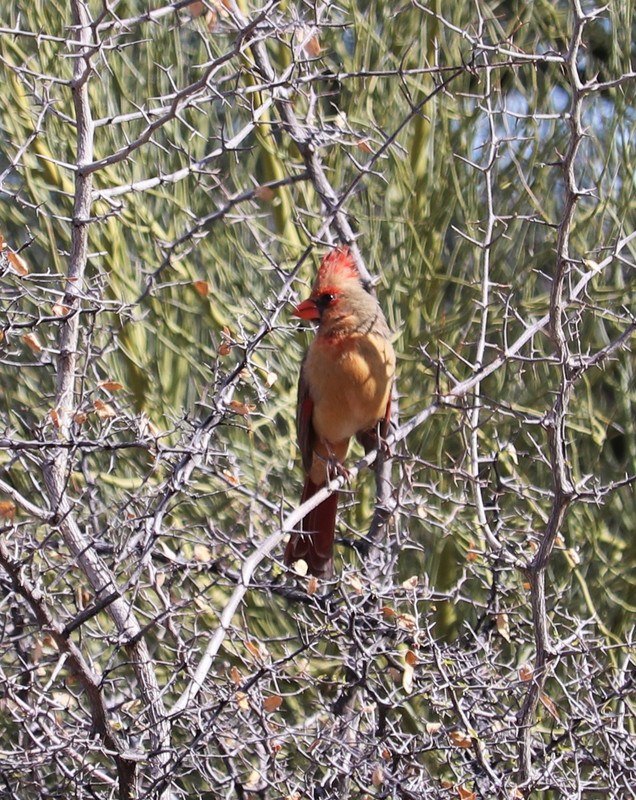 female Northern Cardinal 