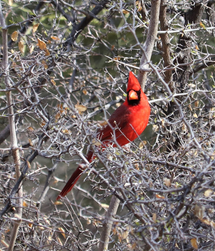 male cardinal  