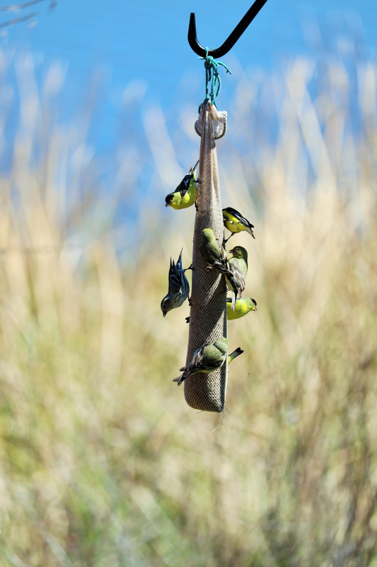 goldfinches 