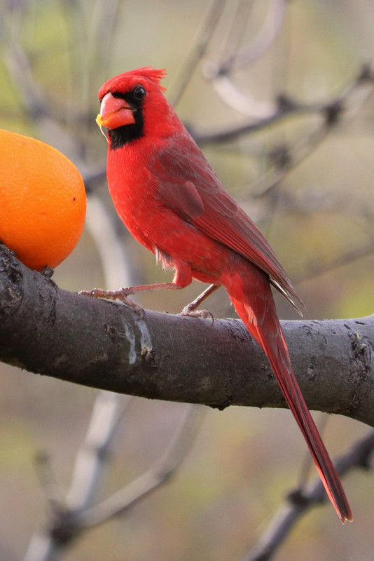 Northern Cardinal loves the  orange too