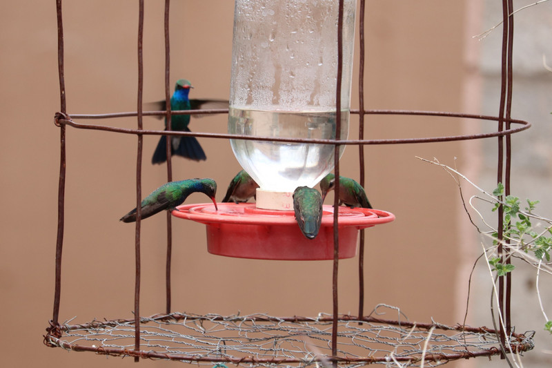 a whole family at the feeder