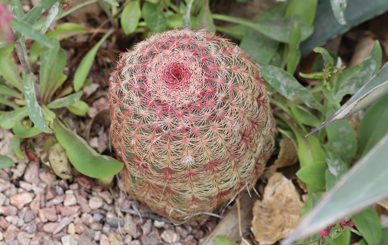 really pretty cactus, love the spiral 