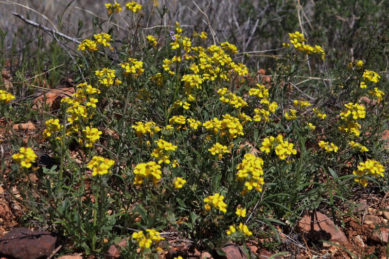 close up of the yellow flowers
