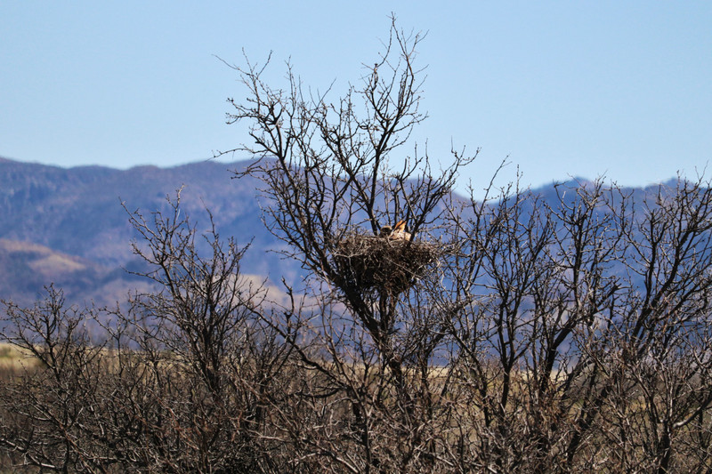 red tail hawk nest