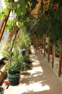 the greenhouse