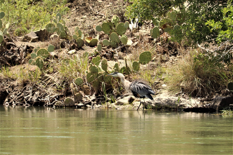 heron fishing along the river