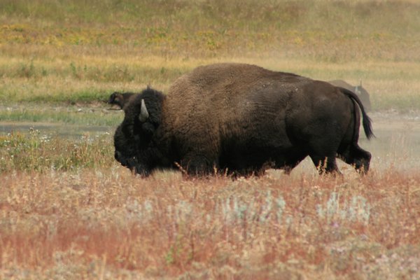 first bison herd
