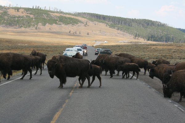 Yellowstone traffic jam