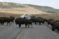 Yellowstone traffic jam