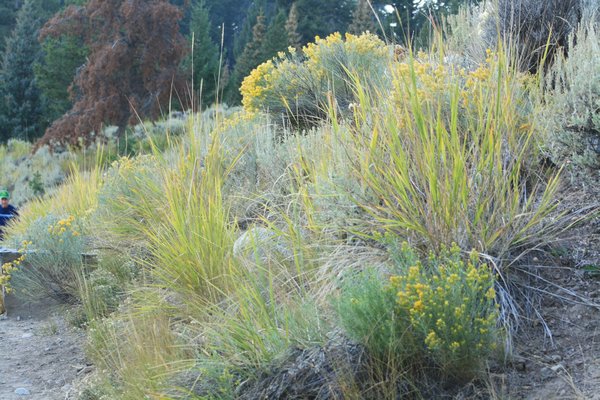 grasses and wild flowers