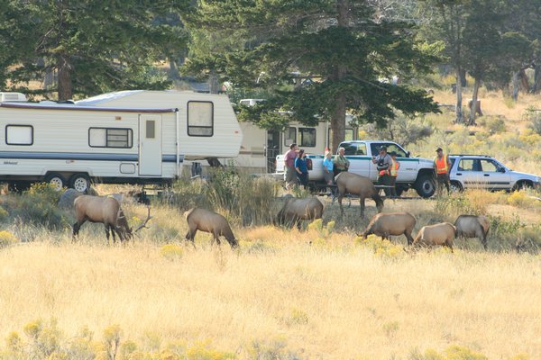 elk at the campground