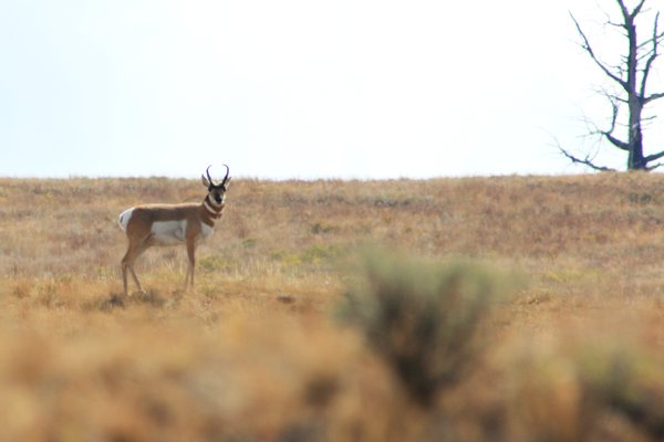 prong horn antelope
