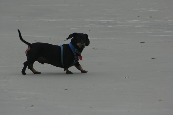 Oscar on the beach