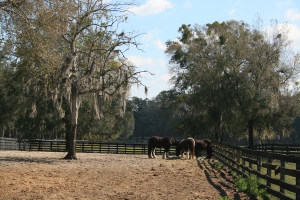 example of the pasture
