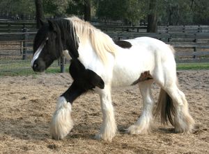 gypsy vanner horse--stud